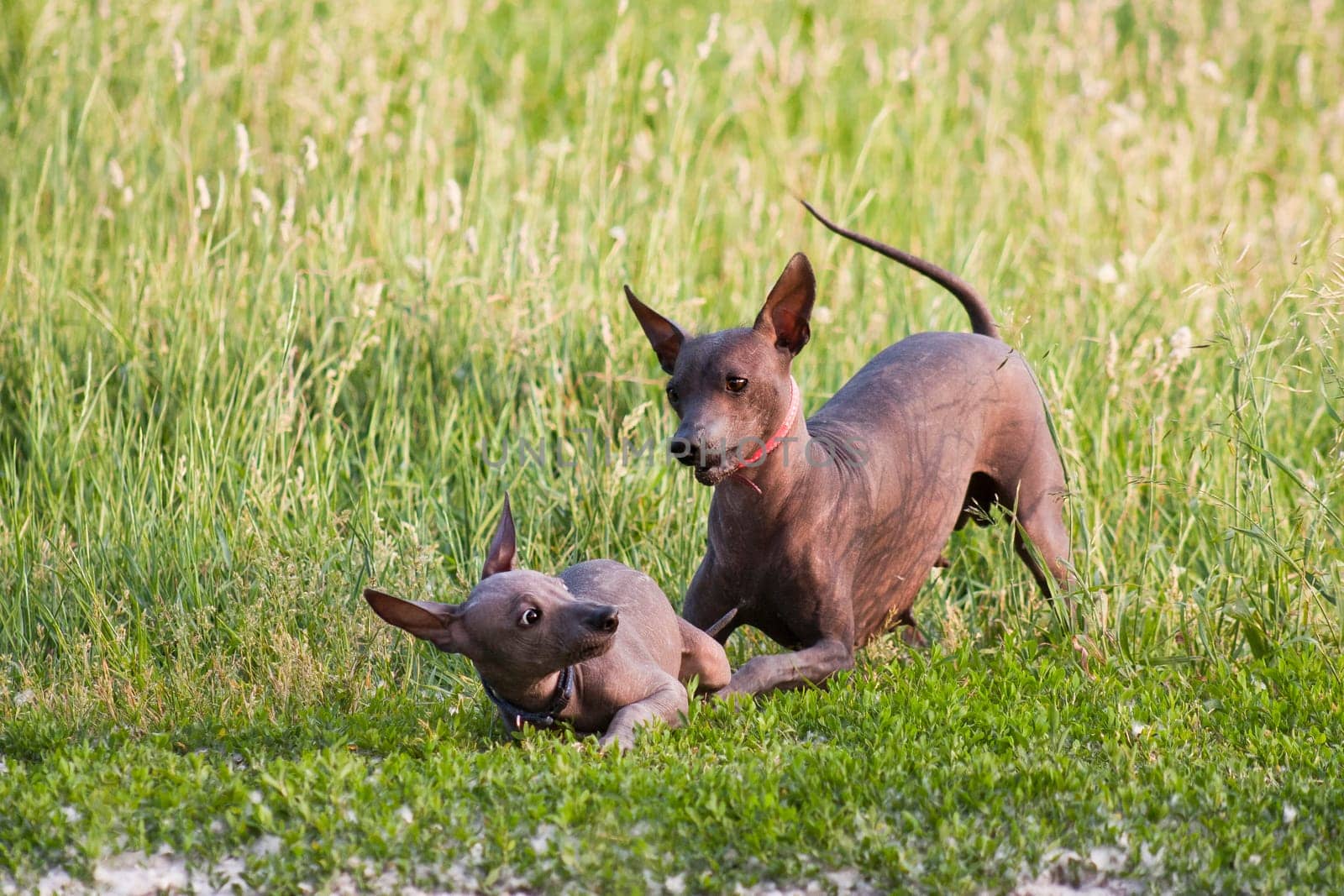 Two hairless xolo dog (Xoloitzcuintle, Mexican hairless dog), mother and puppy, play in the summer on a background of green grass outdoors