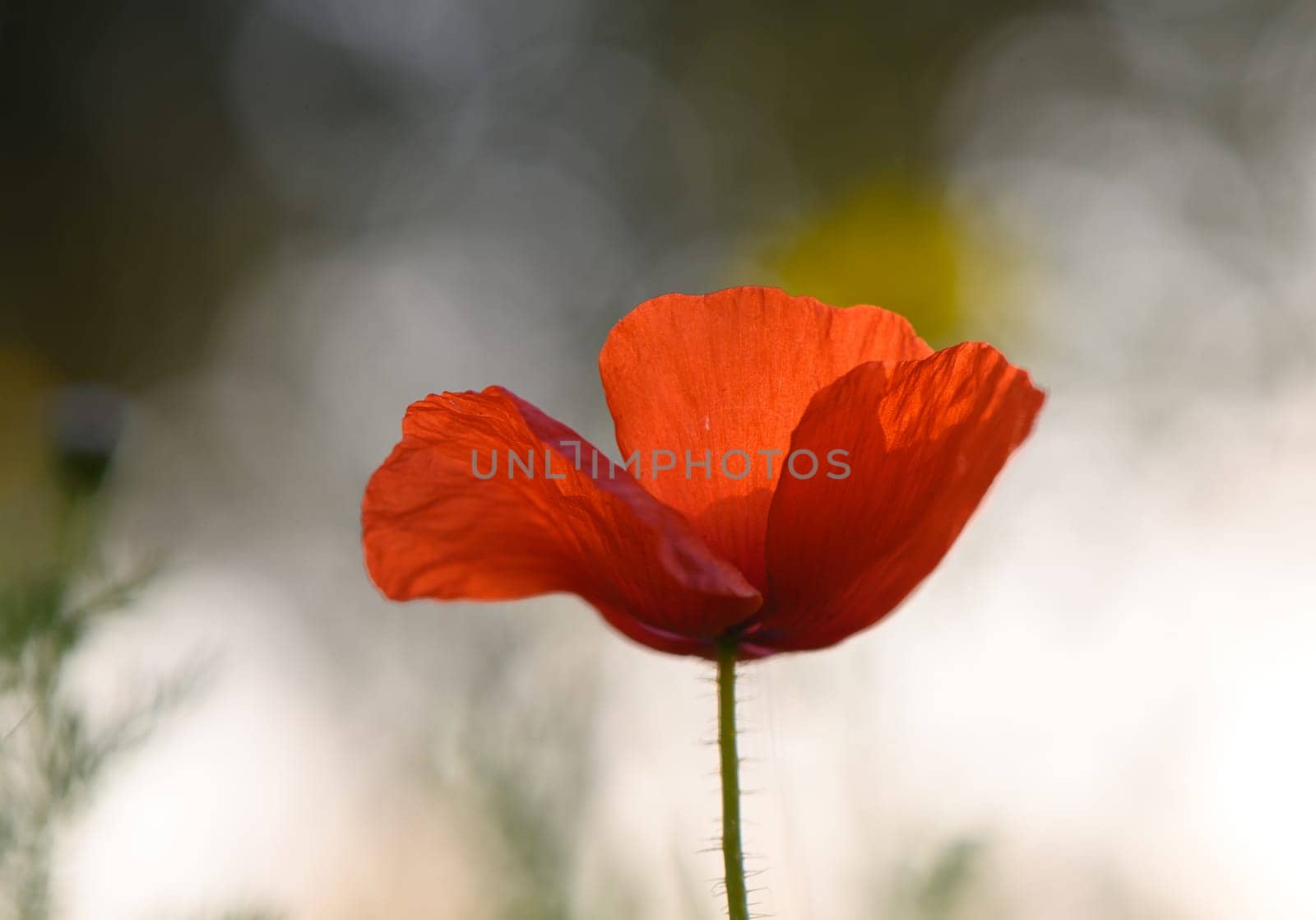 A red poppy blooms gracefully in warm sunlight on a gentle spring evening.