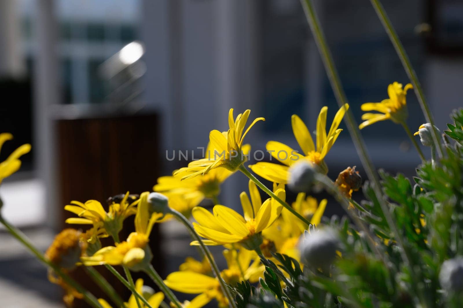 Vibrant yellow blooms burst forth from lush green foliage as sunlight bathes the tranquil garden in warmth.