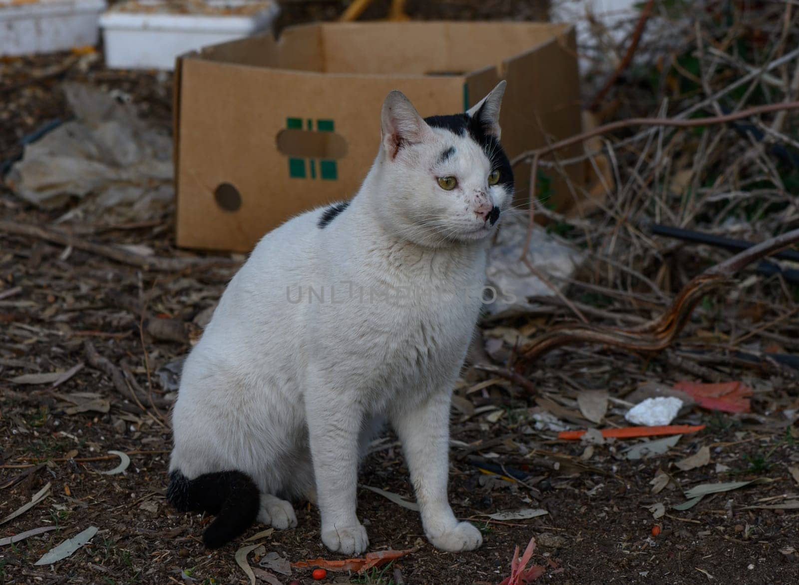 A playful cat explores its garden surroundings, eyes fixated on intriguing sights and sounds at dusk.