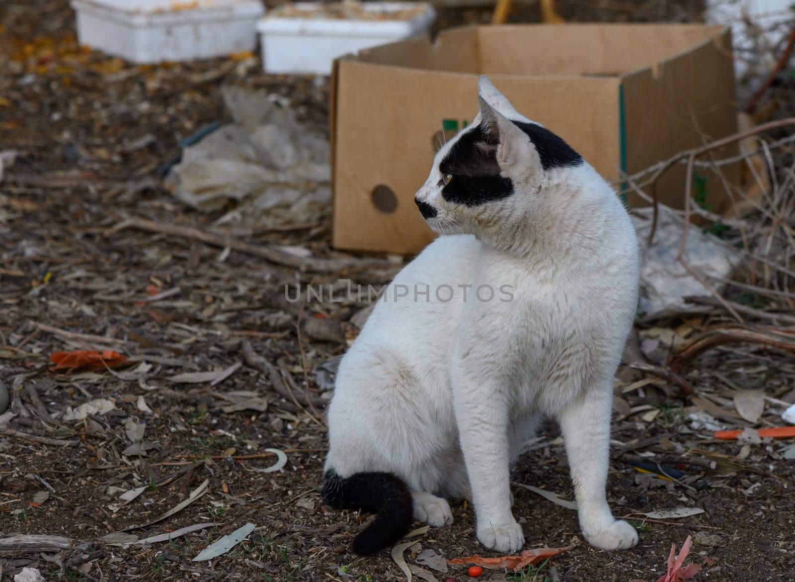 A playful cat sits amidst scattered leaves and boxes, attentively observing its surroundings in the warm afternoon sun.