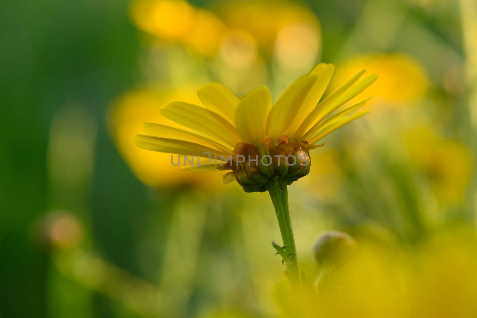 A vibrant yellow flower stands tall among lush greenery, basking in the afternoon sun's warmth and light.