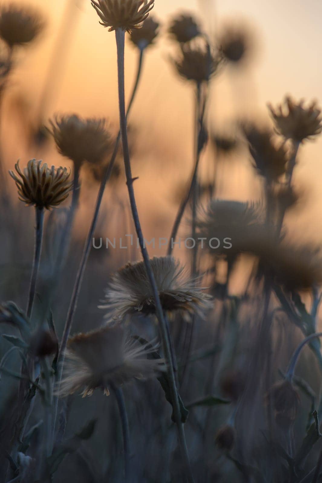 Soft sunlight dances among blooming wildflowers in a tranquil meadow at dusk, creating a magical ambiance.