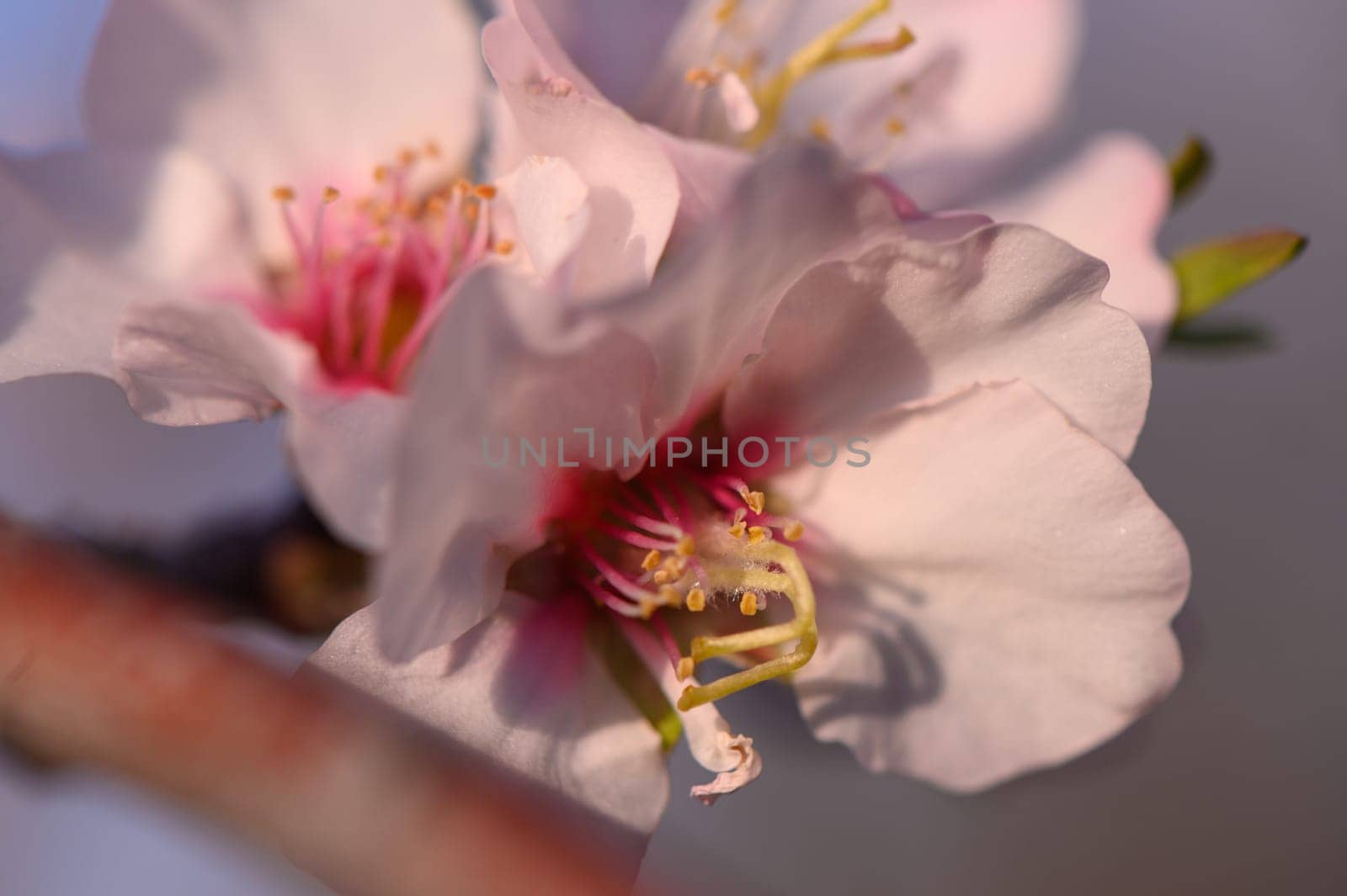 In the golden light of sunset, pink blossoms bloom near a serene lake, captivating with their delicate beauty.