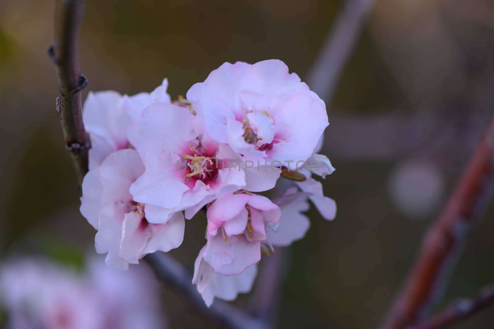 Pink floral blooms burst forth in a gentle spring morning, inviting serenity and wonder to the botanical landscape.