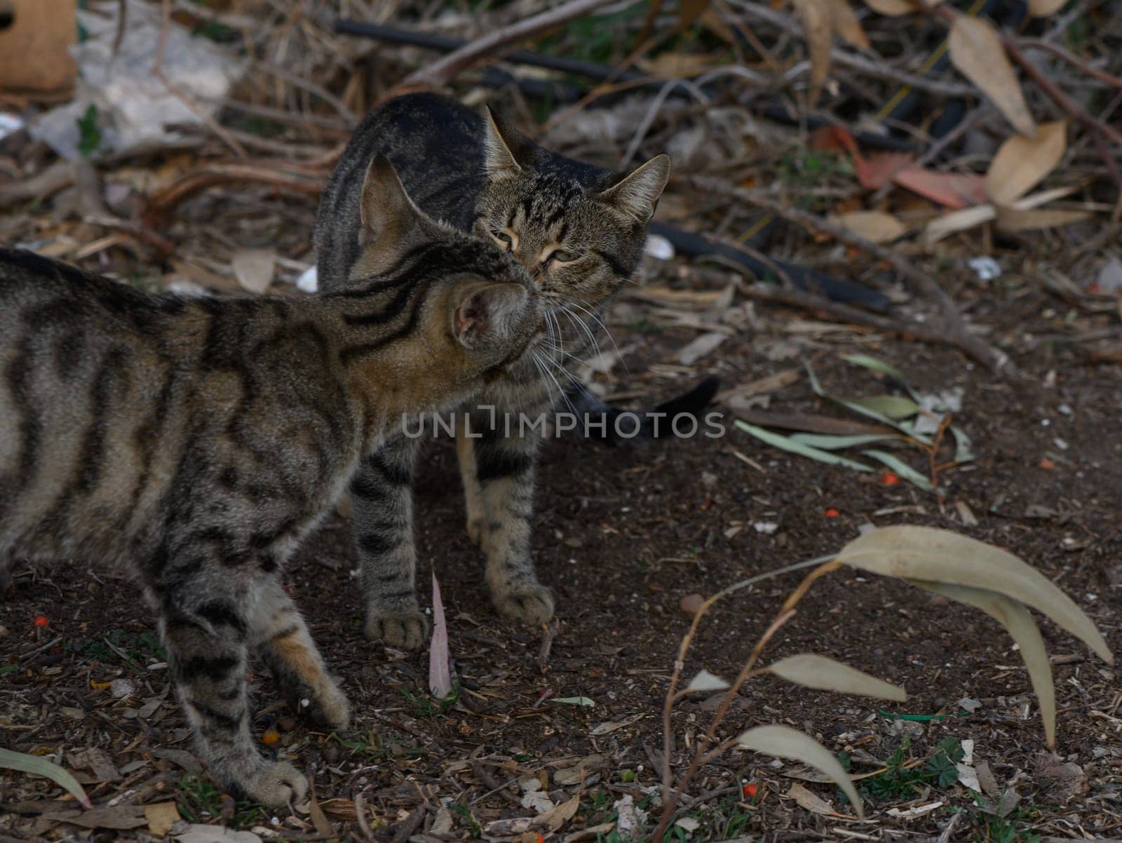 Two curious cats nuzzle in vibrant leaves, showing affection in their playful encounter.