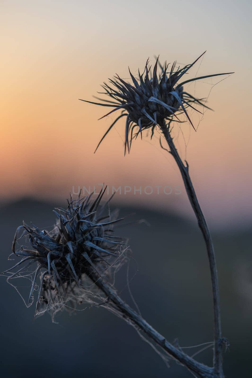 A striking contrast unfolds as spiky thistles stand tall against a colorful sunset, capturing nature's beauty.