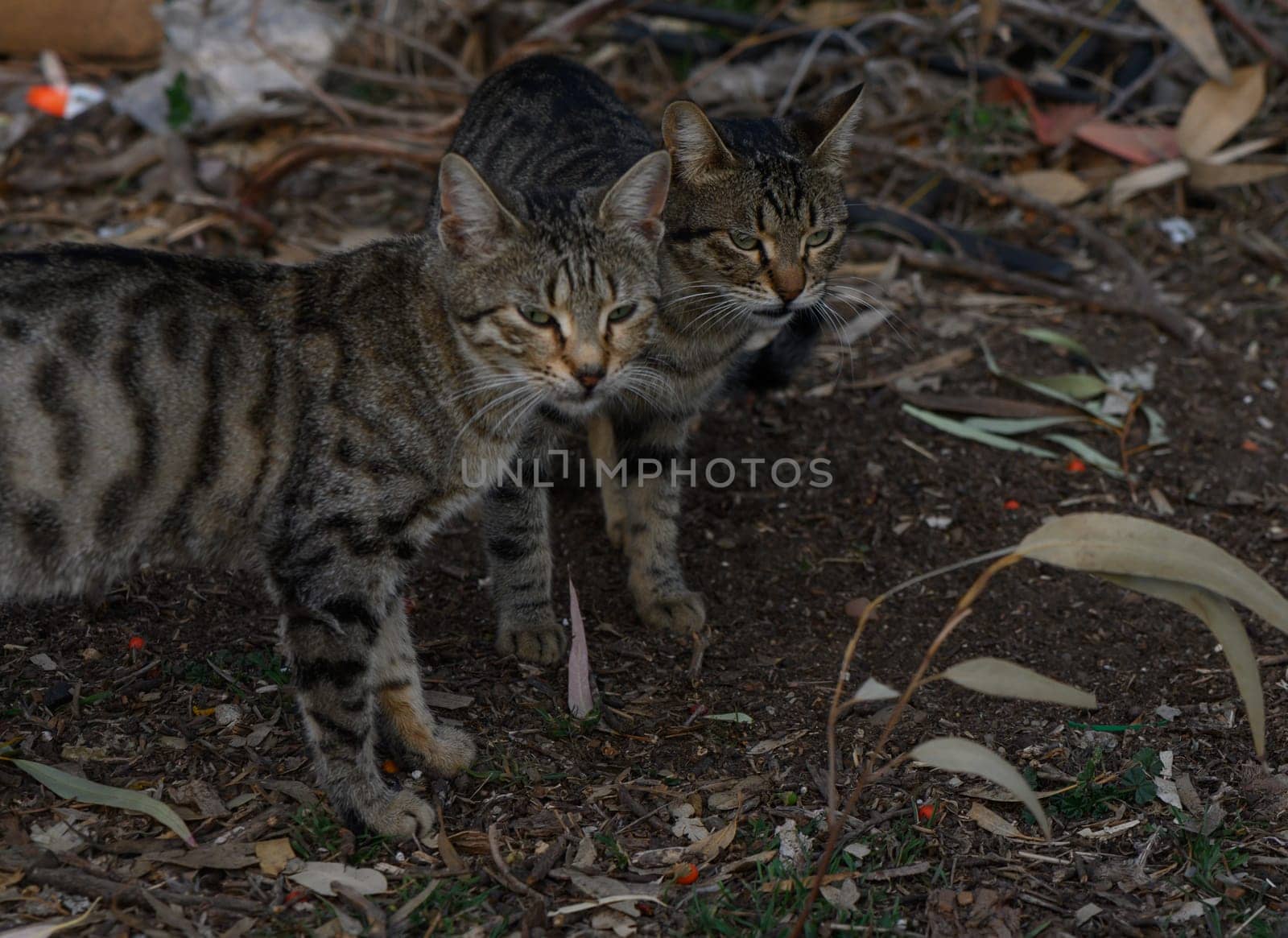 Two curious tabby cats wander through a garden filled with leaves and soft light during the evening hours.