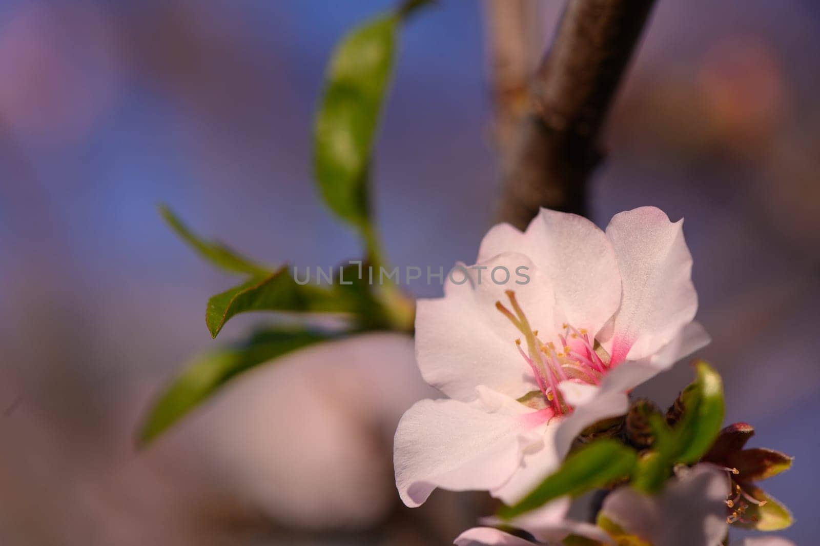 Delicate cherry blossoms open under bright spring sunlight, showcasing nature's beauty amidst a clear blue sky.