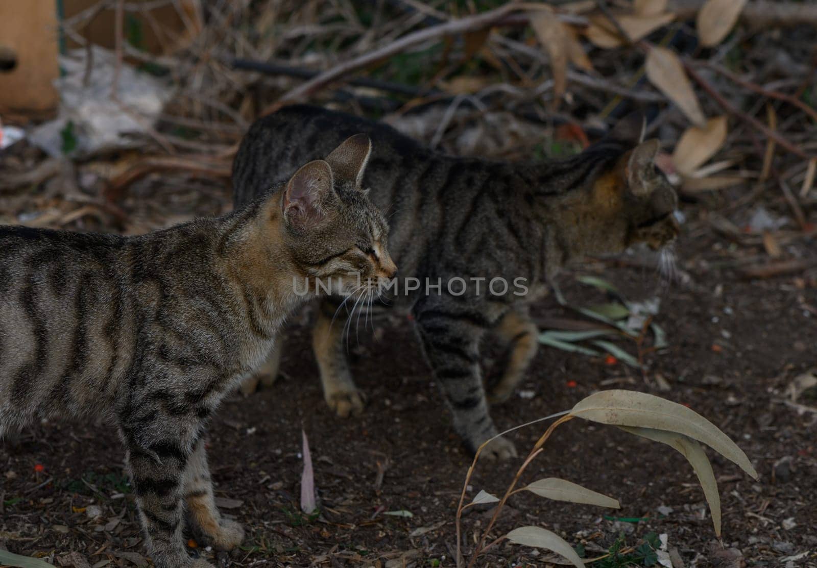 Two striped cats curiously wander through a garden cluttered with dried leaves, embodying feline elegance in nature.