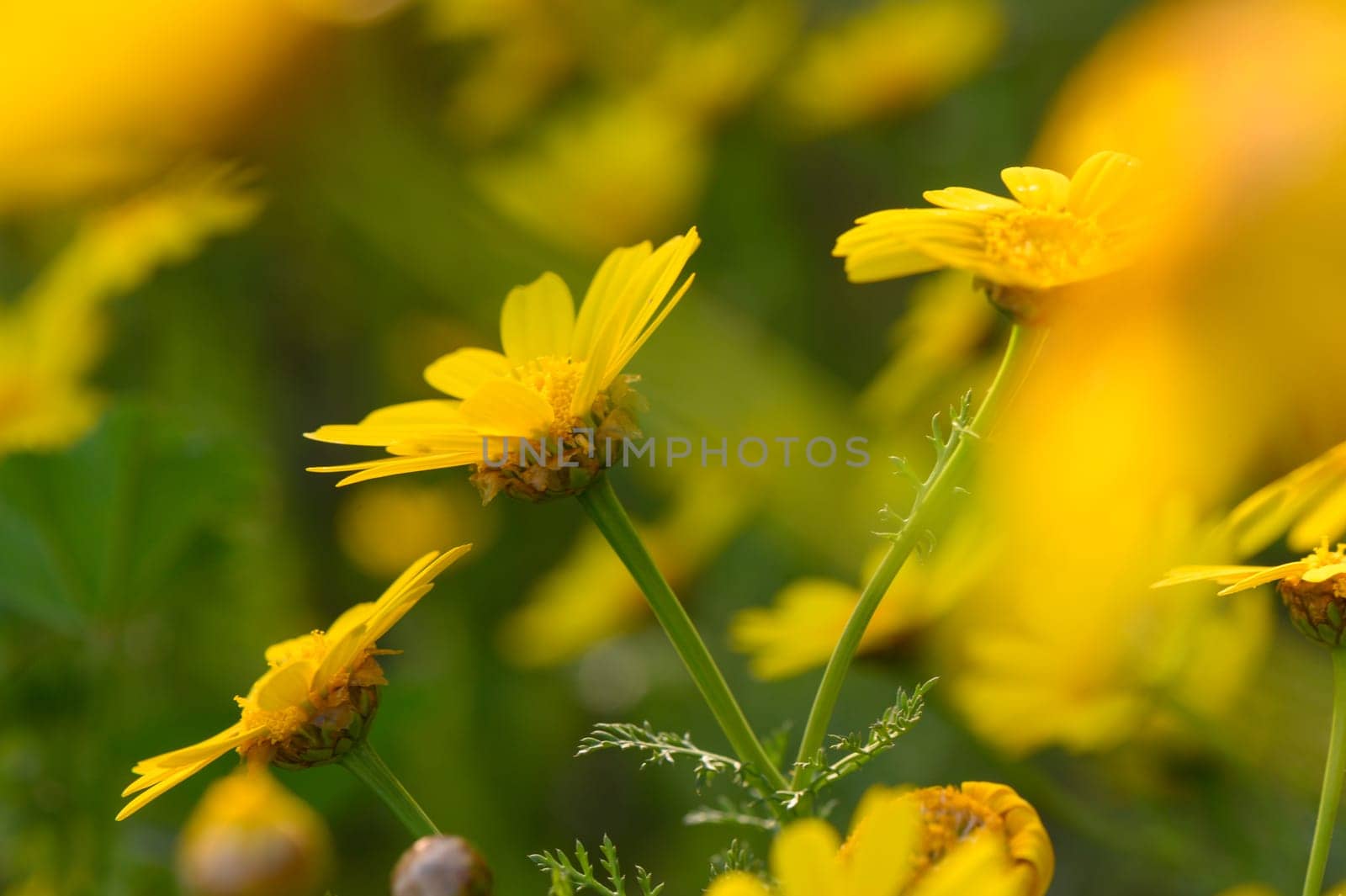 Vibrant yellow blooms dance in the breeze amidst a lush green landscape under a clear blue sky.