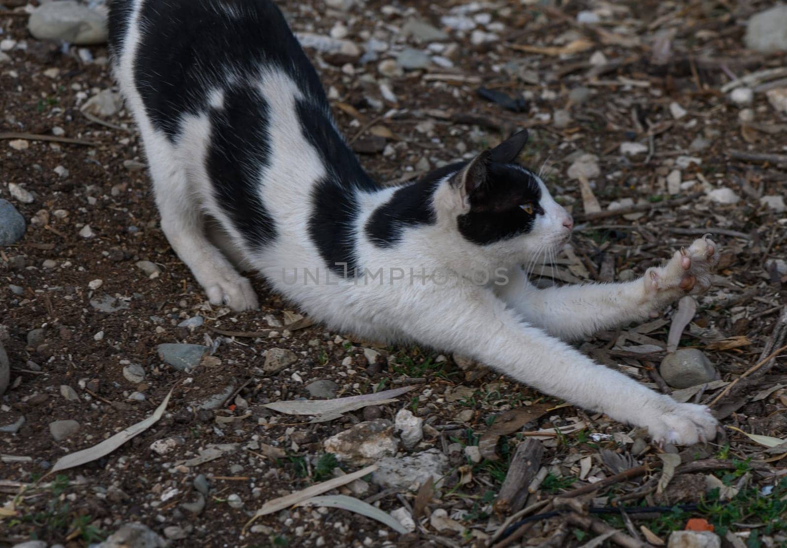 A playful black and white cat stretches its paws, relishing the tranquility of its natural surroundings.