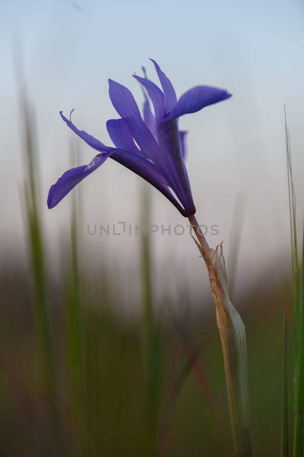 A striking purple flower gracefully rises above the surrounding grass during twilight, capturing a moment of beauty.