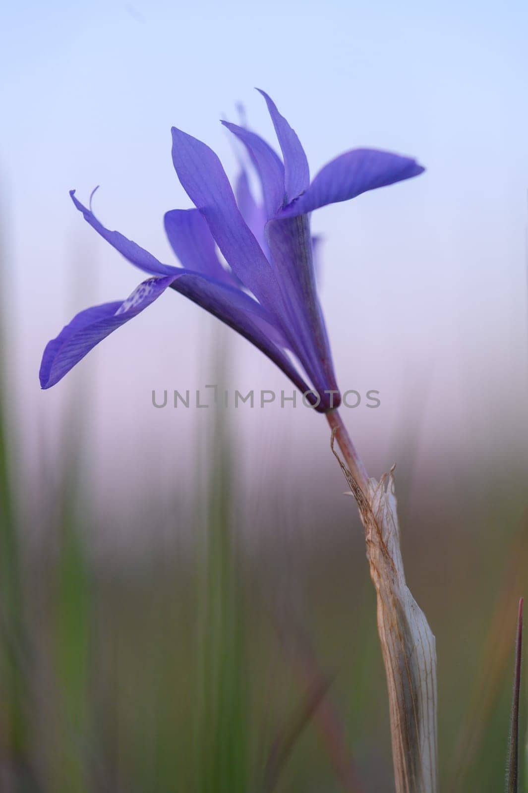 Delicate purple petals unfurl in the morning light, surrounded by gentle greenery in a serene outdoor setting.