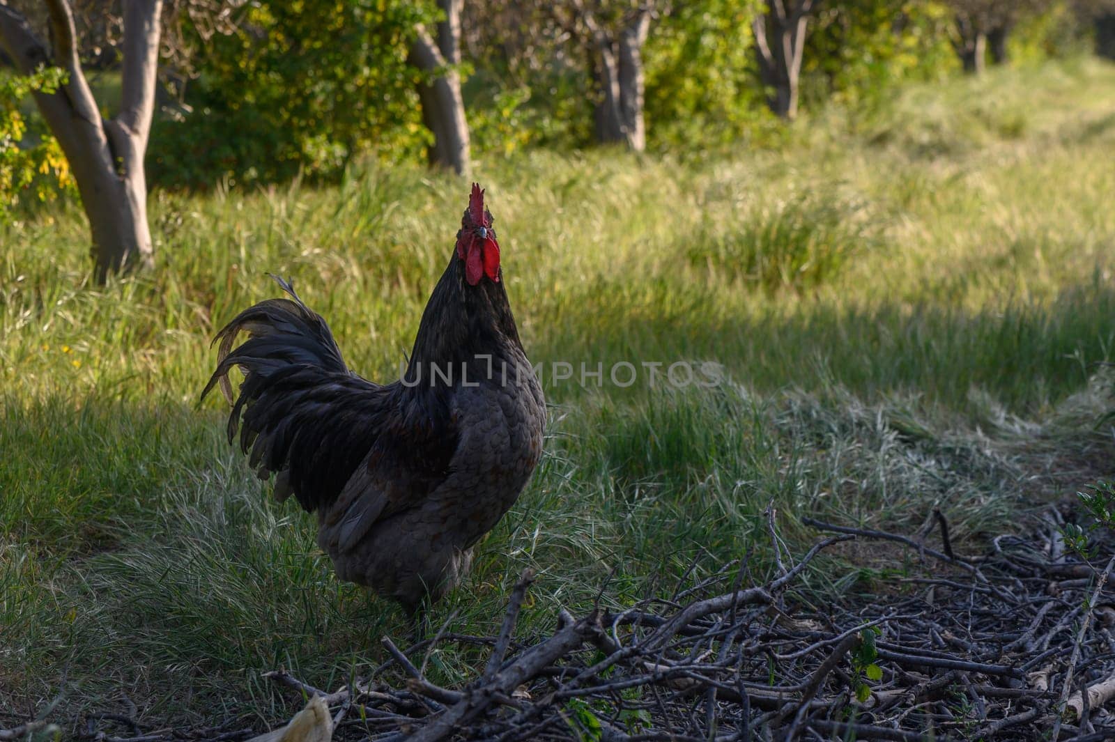 A striking rooster confidently walks through a lush grassy field, showcasing its vibrant plumage in full sunlight.