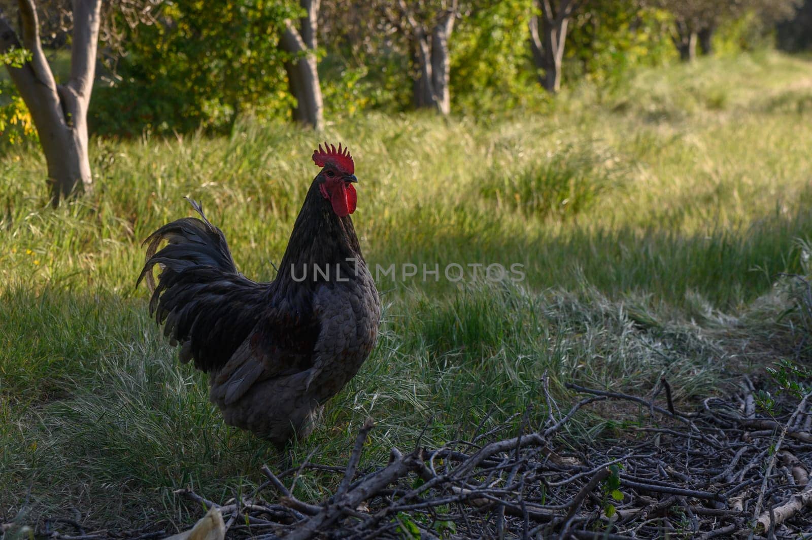 A striking rooster wanders freely among the lush greenery of an orchard, basking in the warm afternoon glow.