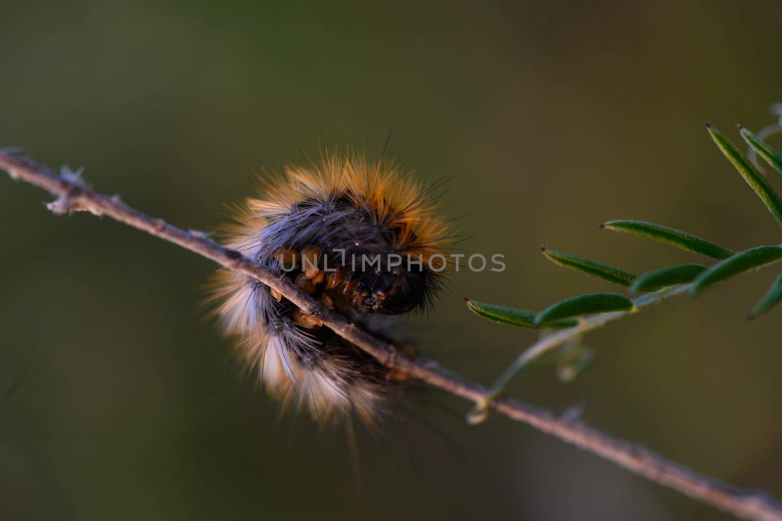 A vibrant caterpillar explores a delicate branch in a peaceful natural environment during the golden hour.