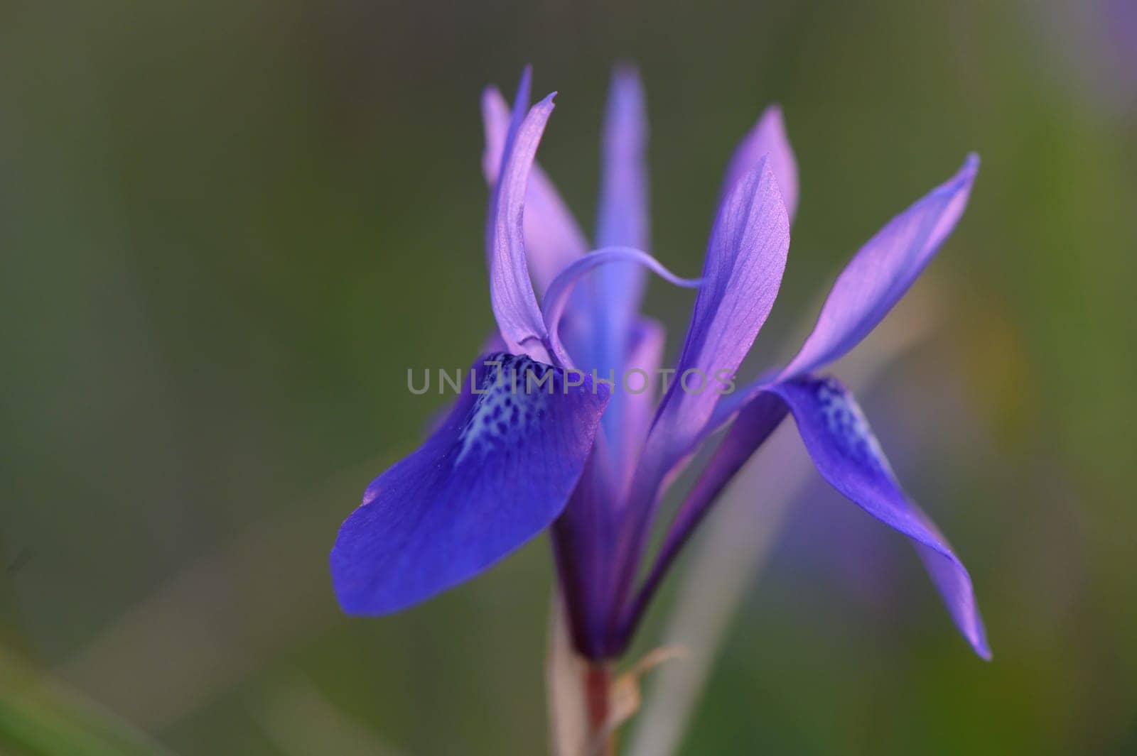 Delicate petals unfurl in shades of purple, showcasing nature's beauty in a tranquil meadow bathed in soft light.