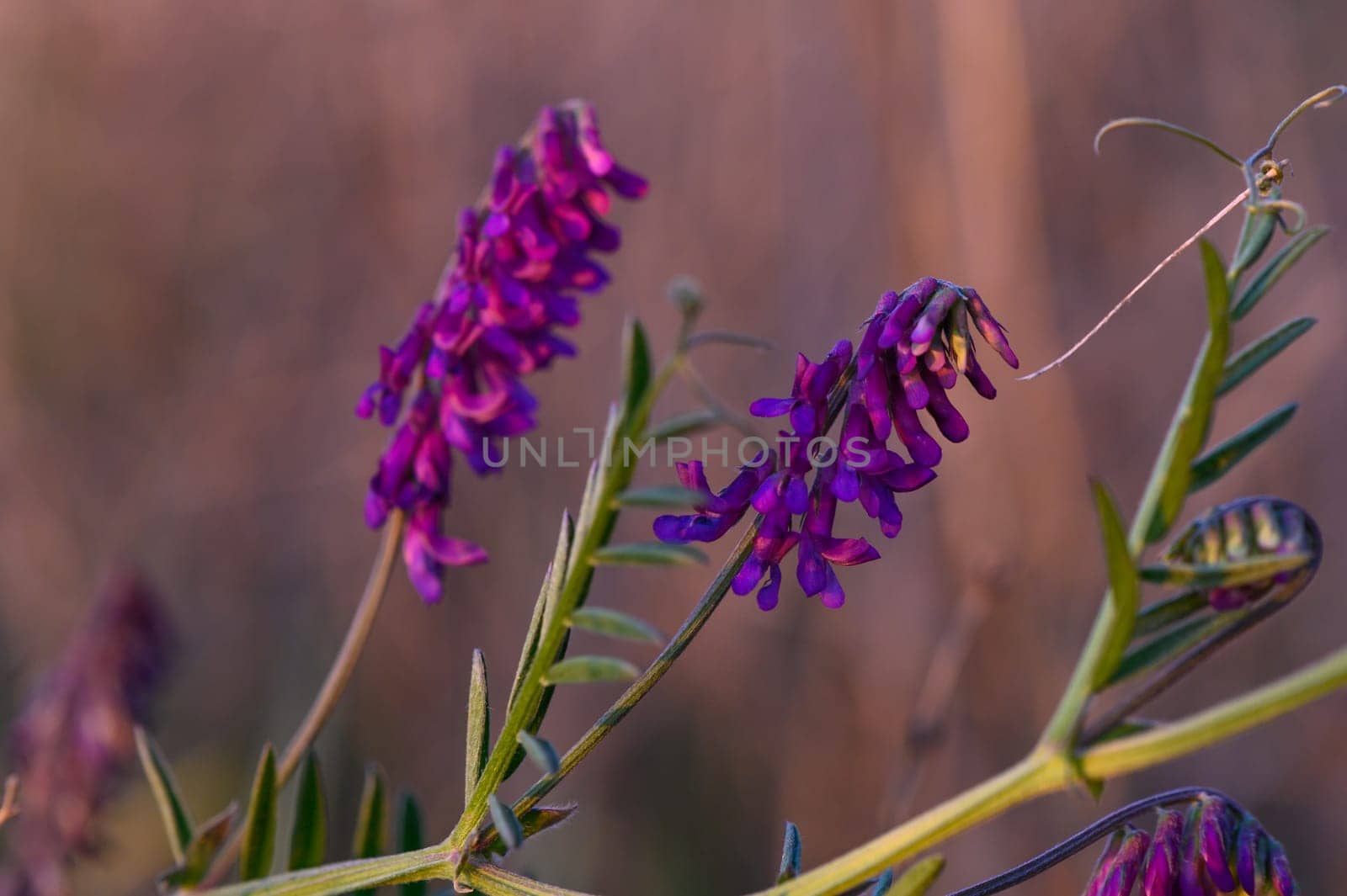 Delicate purple blossoms emerge amidst lush green leaves as the sun sets, creating a peaceful natural atmosphere.