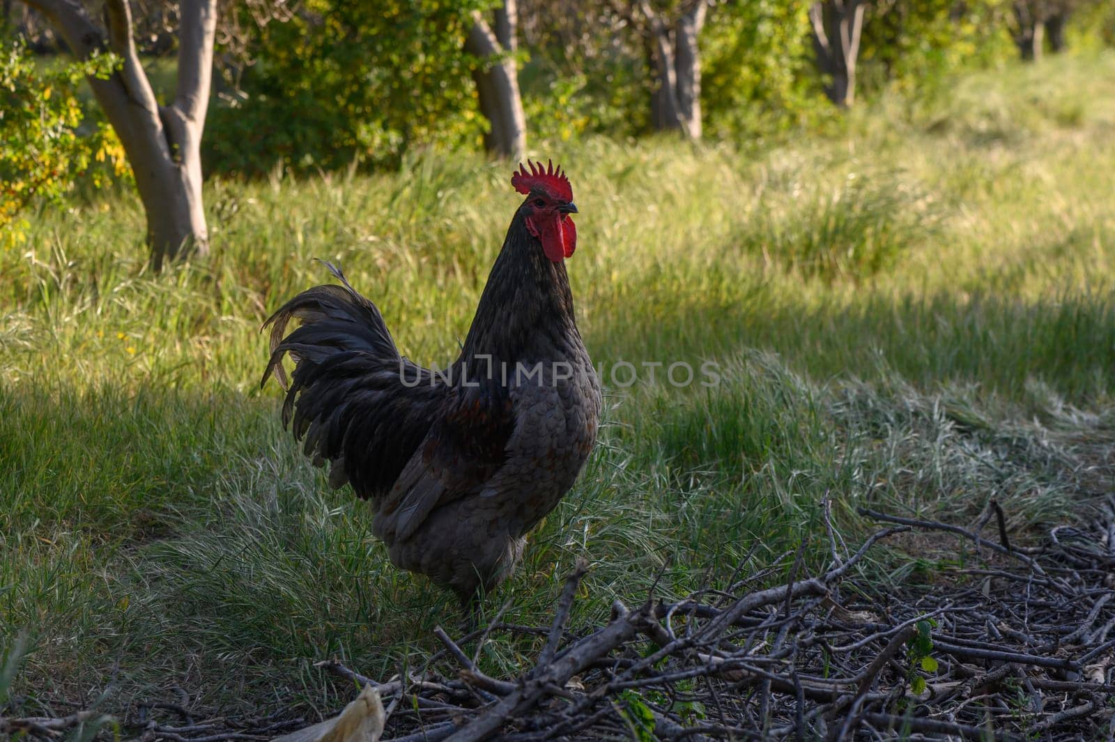 A majestic rooster displays its vibrant plumage while roaming freely in a lush, green environment surrounded by trees.