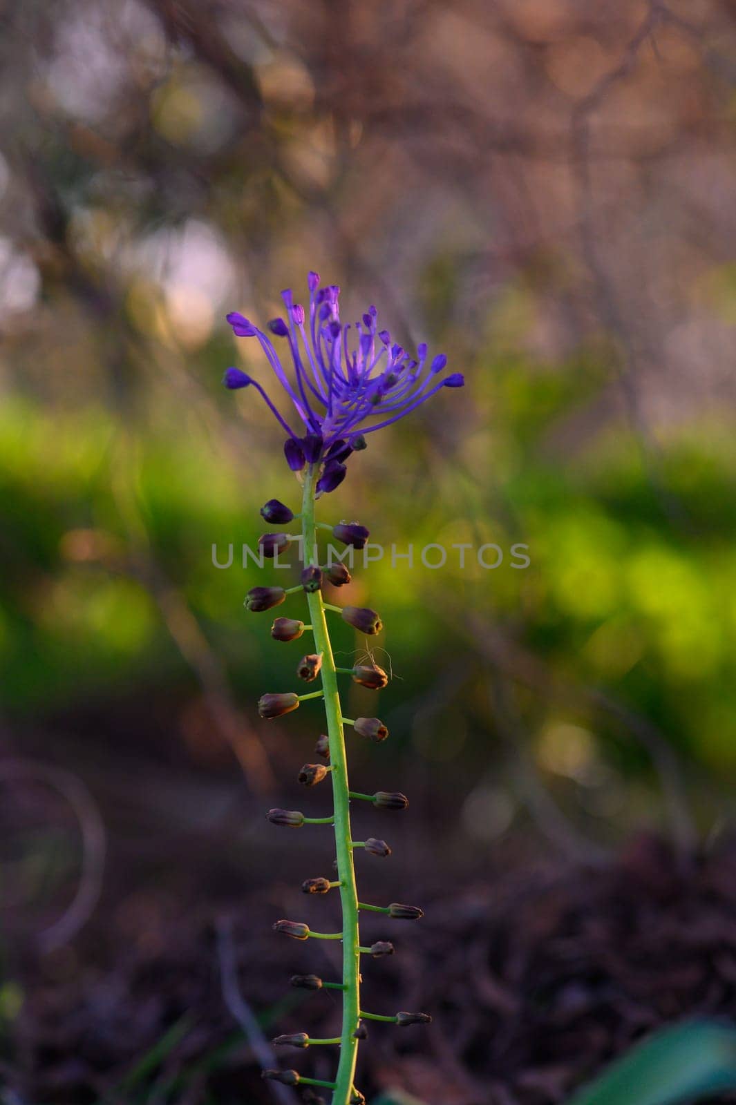 Delicate wildflower blooms with vibrant purple petals, reaching skyward amidst soft, blurred greenery around it.