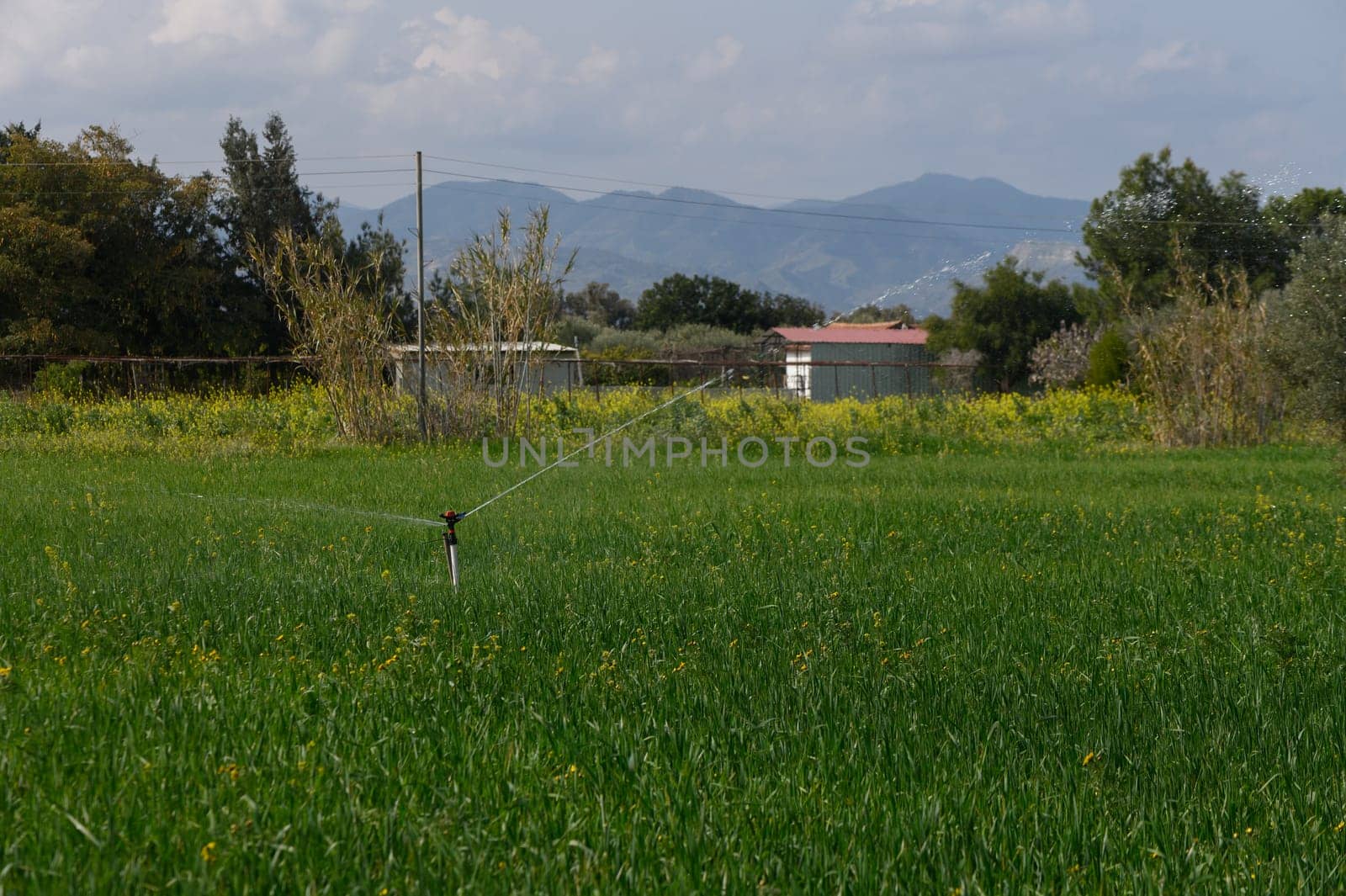 A vibrant rice field is being carefully irrigated while majestic mountains loom in the background under a sunny sky.