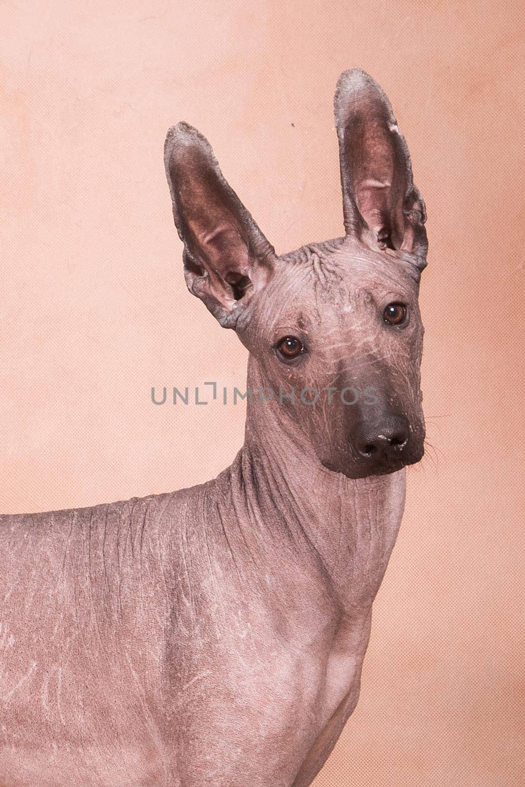 Brown-beige hairless xolo dog (xoloitzcuintle, mexican hairless dog), portrait indoors on a beige background in the studio