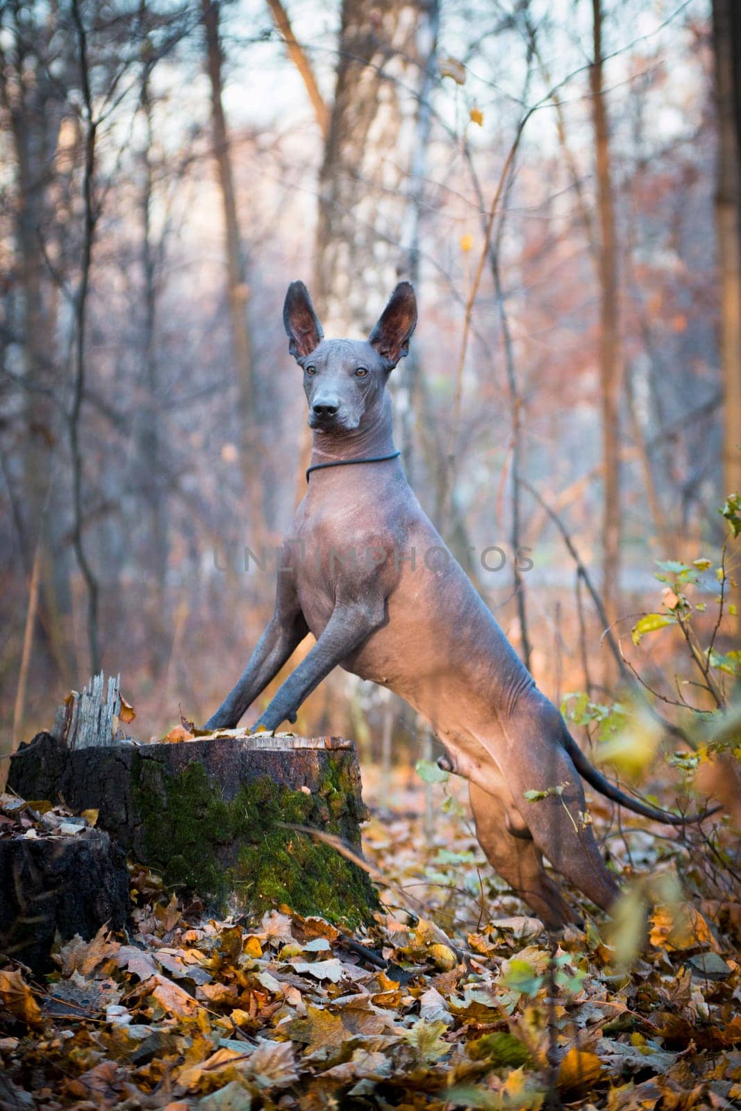 Xolo brown hairless dog (xoloitzcuintle, Mexican hairless dog), portrait in the park outdoors, on a stump, on its hind legs