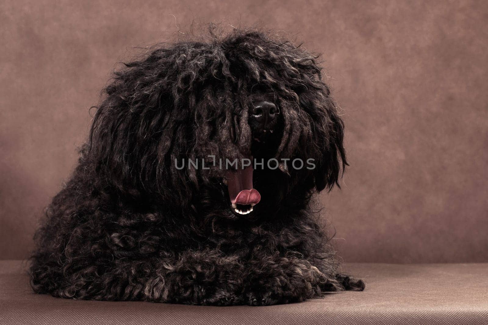 A small shaggy with dreadlocks black-brown dog of breed bullet lies on a brown background and yawns