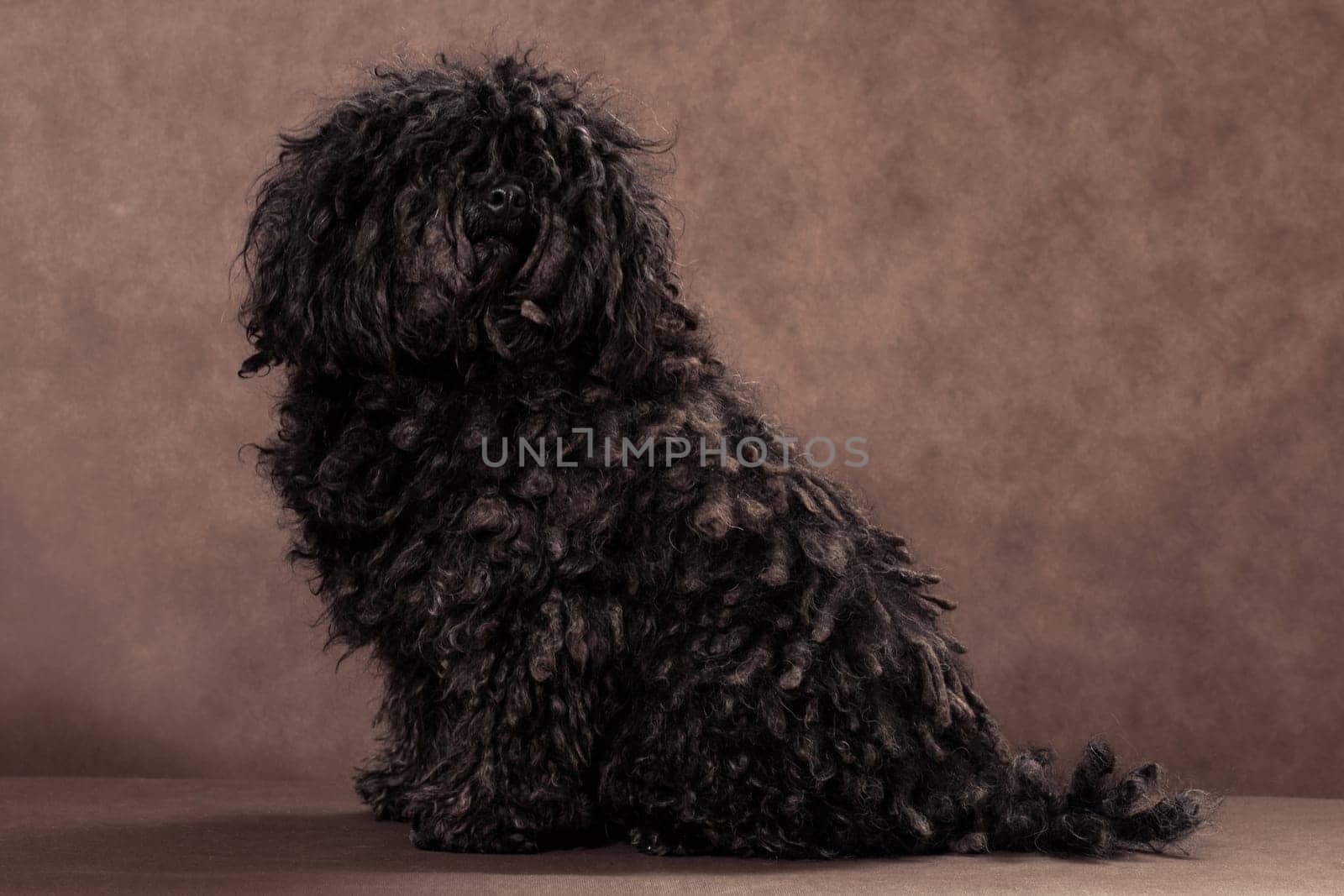 A little shaggy with dreadlocks black-brown bullet breed dog sits on a brown background