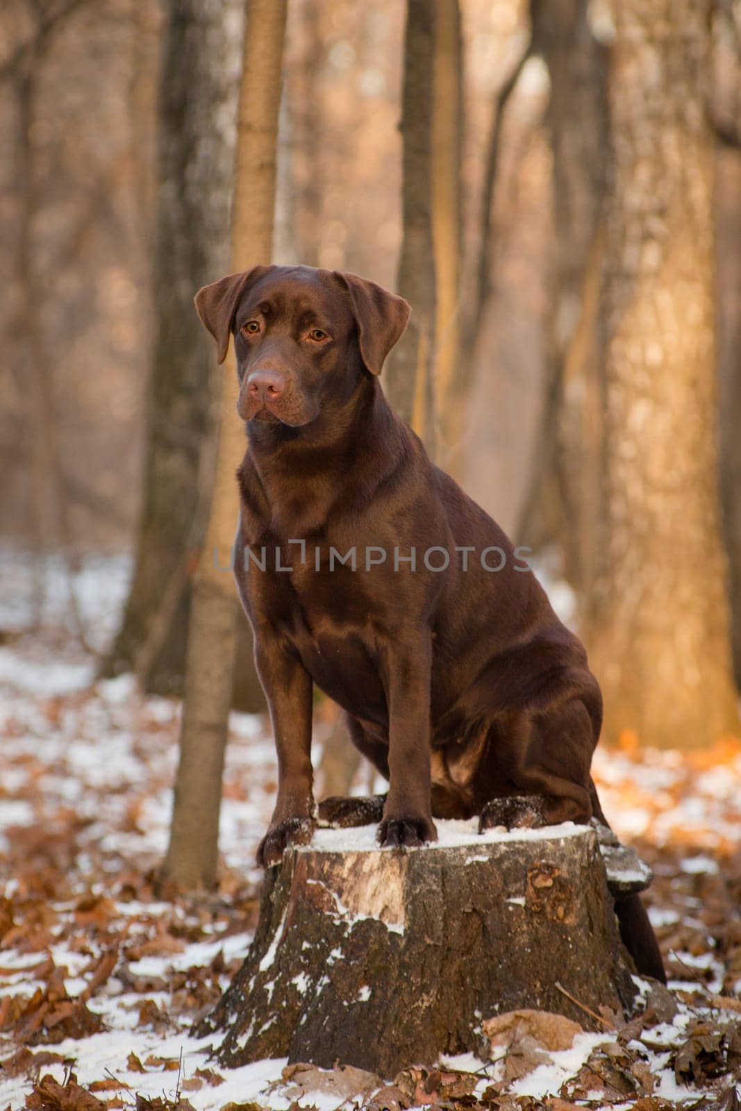 Labrador Retriever is a breed of dog. It was originally bred as a hunting gun dog. Labradors are used in hunting, as guide dogs, rescue dogs, but mainly as companions. The breed originates on the island of Newfoundland on the east coast of Canada.