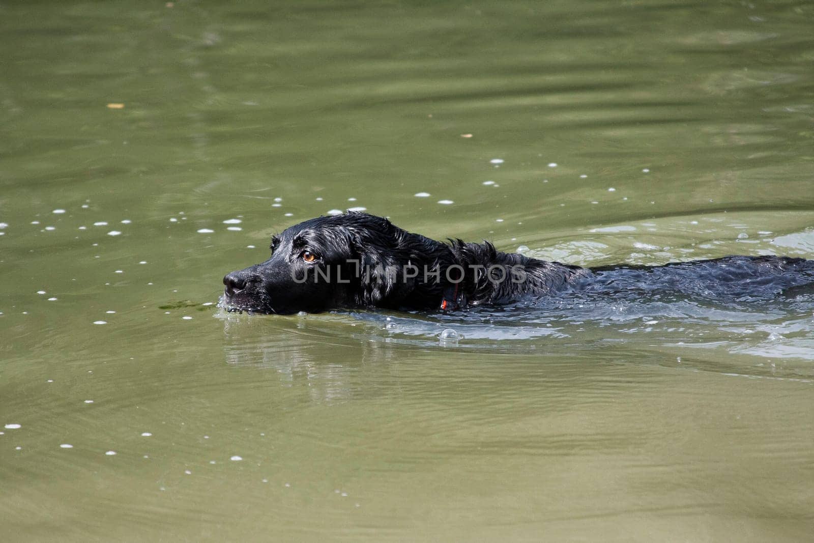 Labrador Retriever is a breed of dog. It was originally bred as a hunting gun dog. Labradors are used in hunting, as guide dogs, rescue dogs, but mainly as companions. The breed originates on the island of Newfoundland on the east coast of Canada.