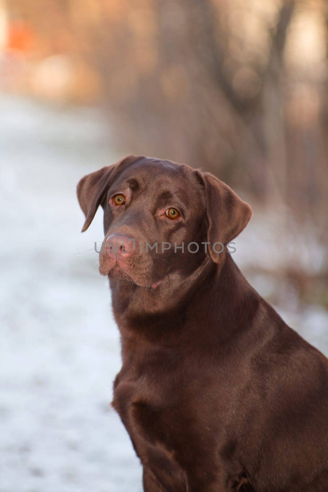 Labrador Retriever is a breed of dog. It was originally bred as a hunting gun dog. Labradors are used in hunting, as guide dogs, rescue dogs, but mainly as companions. The breed originates on the island of Newfoundland on the east coast of Canada.