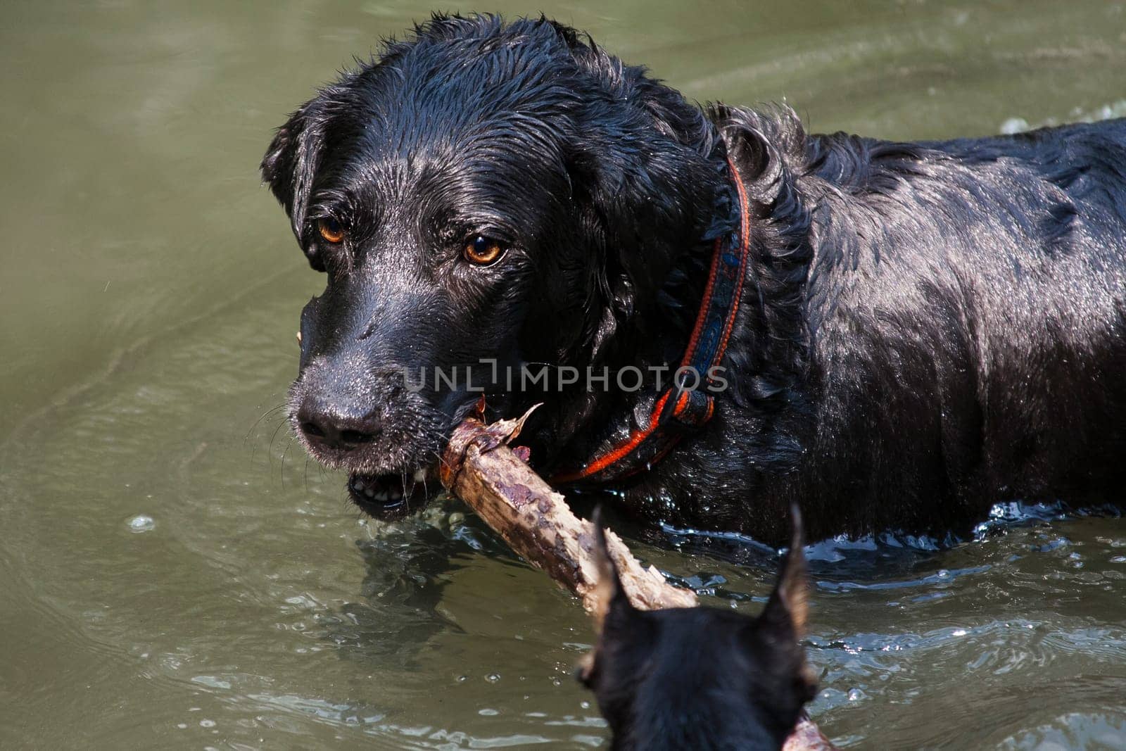 Labrador Retriever is a breed of dog. It was originally bred as a hunting gun dog. Labradors are used in hunting, as guide dogs, rescue dogs, but mainly as companions. The breed originates on the island of Newfoundland on the east coast of Canada.