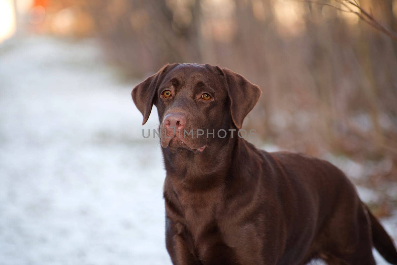 Labrador Retriever is a breed of dog. It was originally bred as a hunting gun dog. Labradors are used in hunting, as guide dogs, rescue dogs, but mainly as companions. The breed originates on the island of Newfoundland on the east coast of Canada.