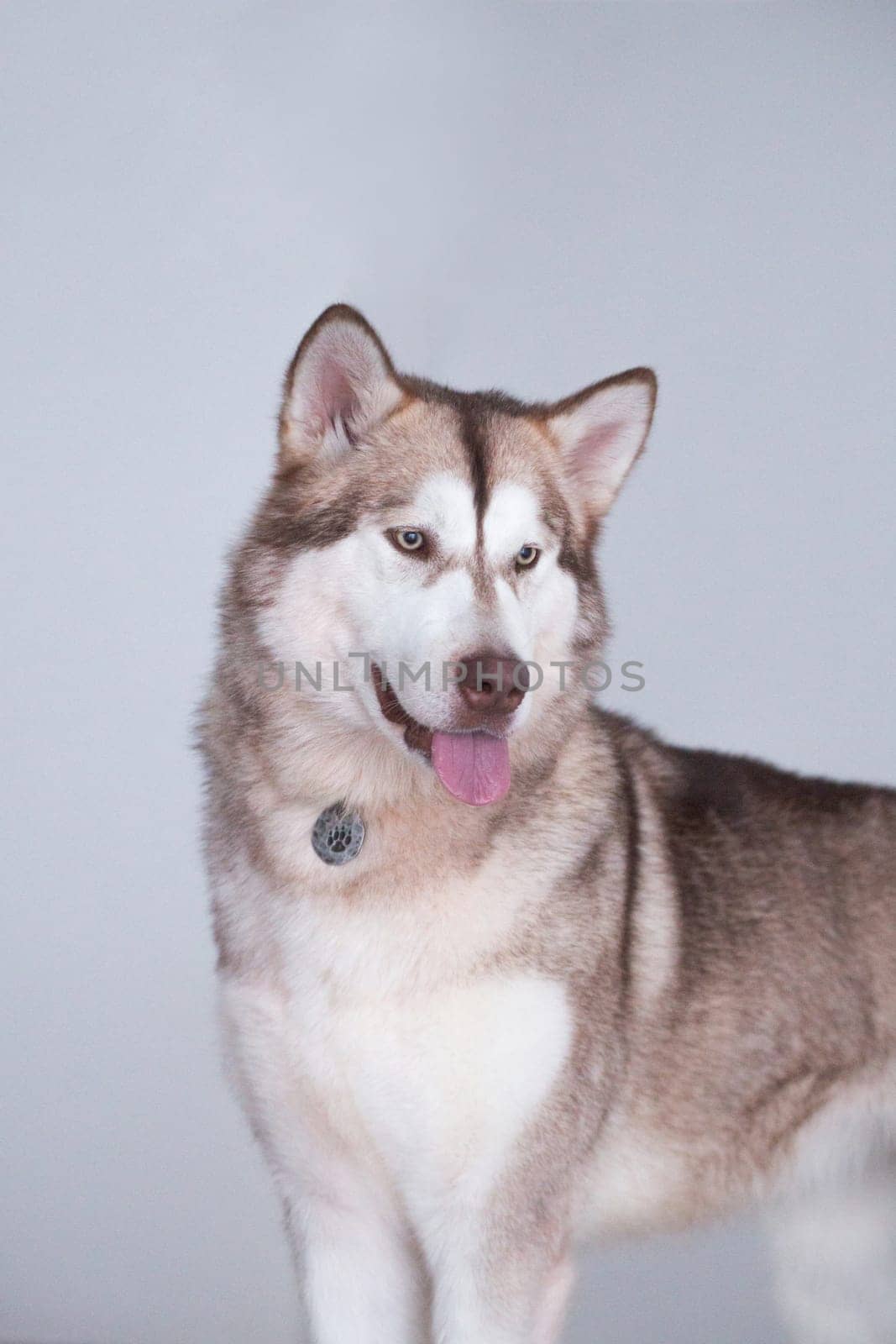 Alaskan Malamute - a fairly large dog of the native type, designed to work in harness