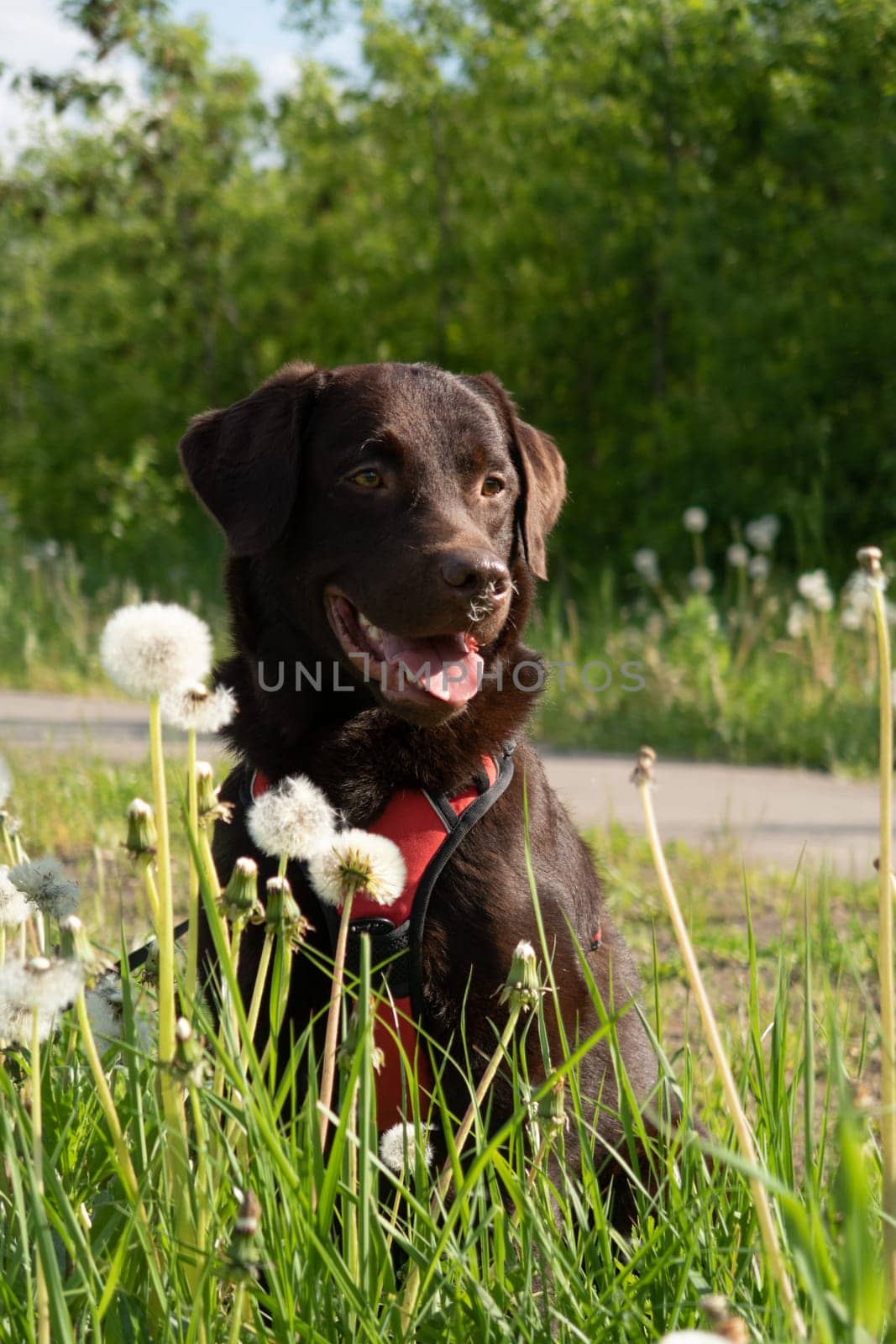 A smiling chocolate Labrador sits in a field of dandelions, happily looking at the camera and enjoying a warm summer day.