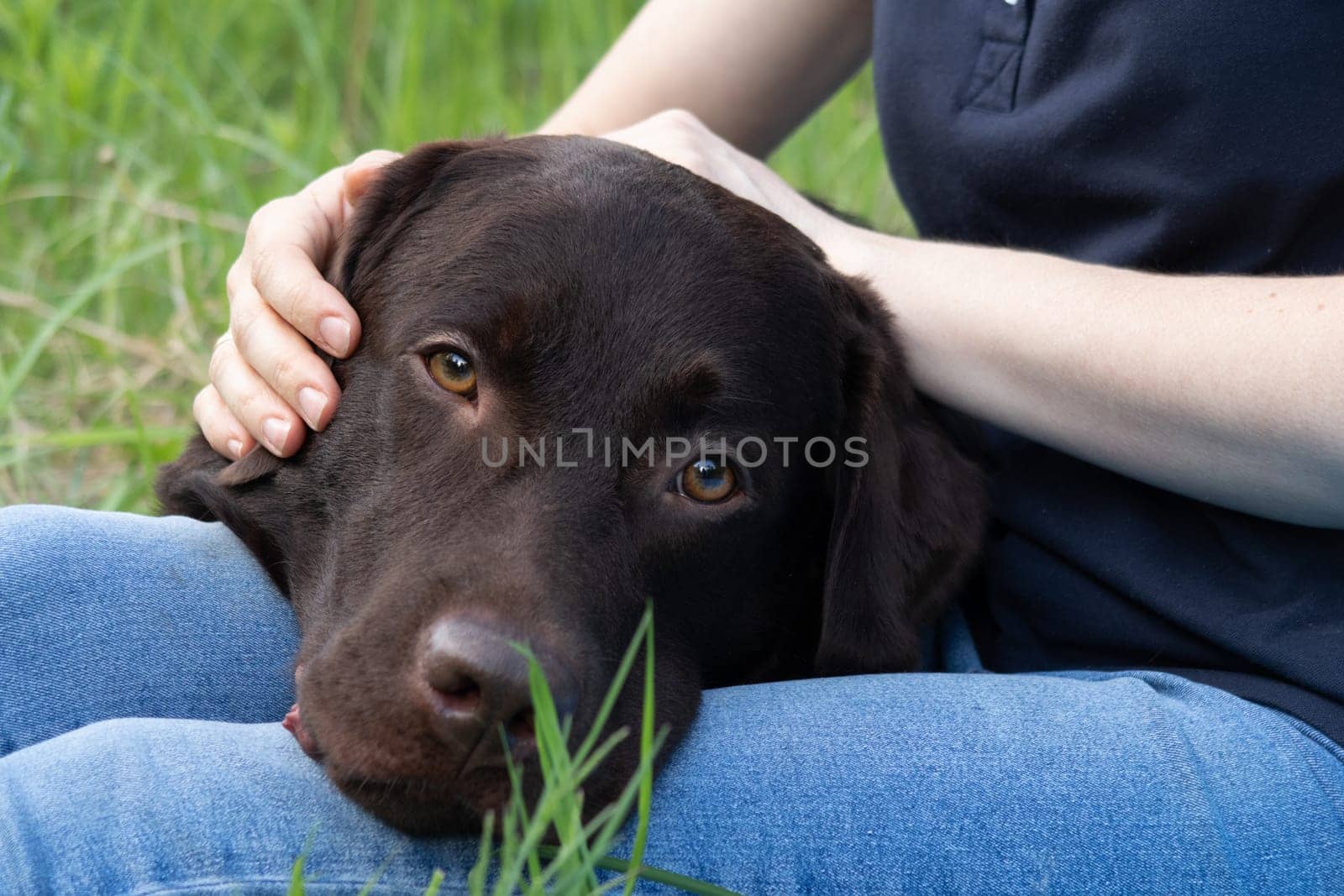 A chocolate Labrador rests quietly on the lap of a person whose hands gently stroke his head.