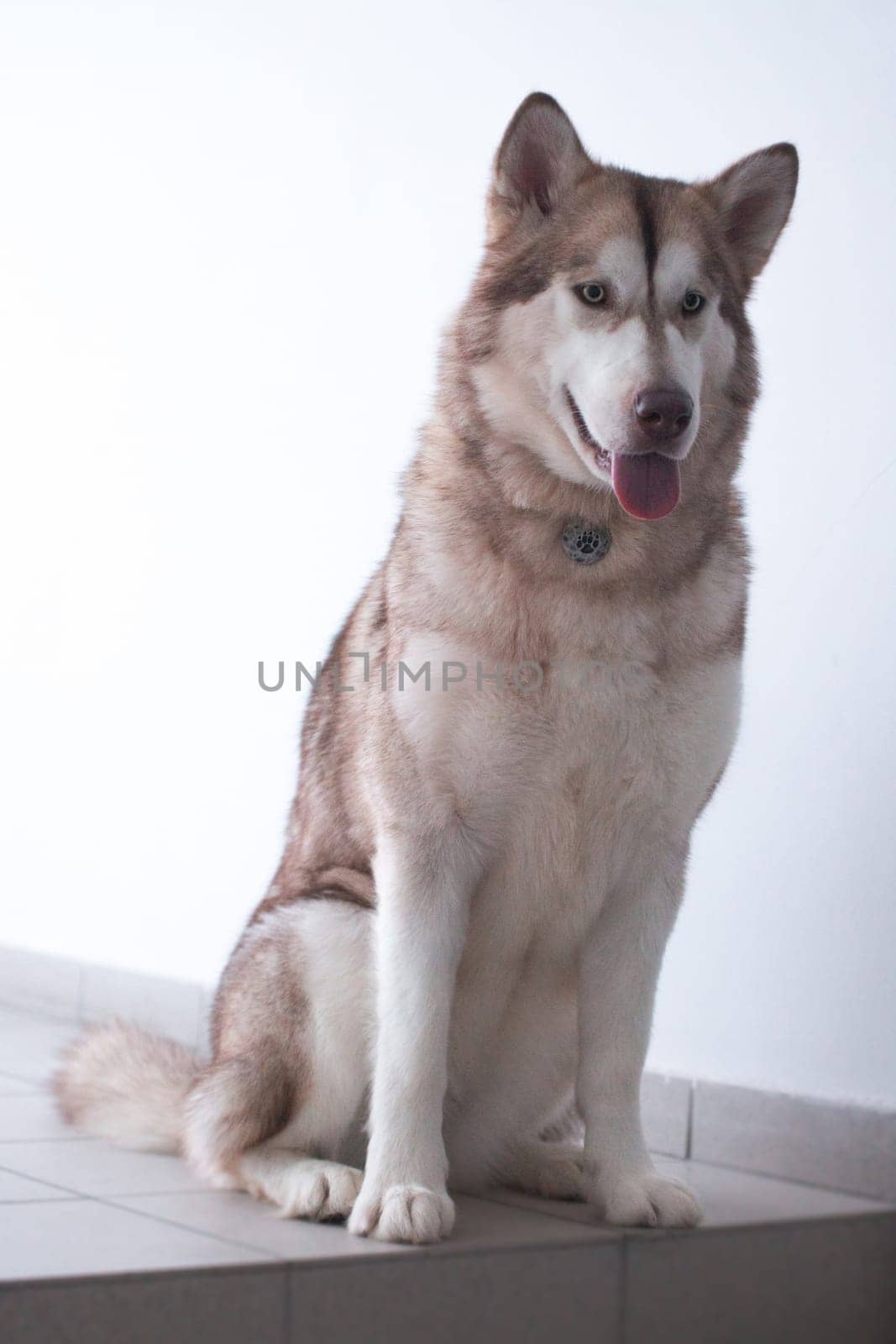 Alaskan Malamute - a fairly large dog of the native type, designed to work in harness