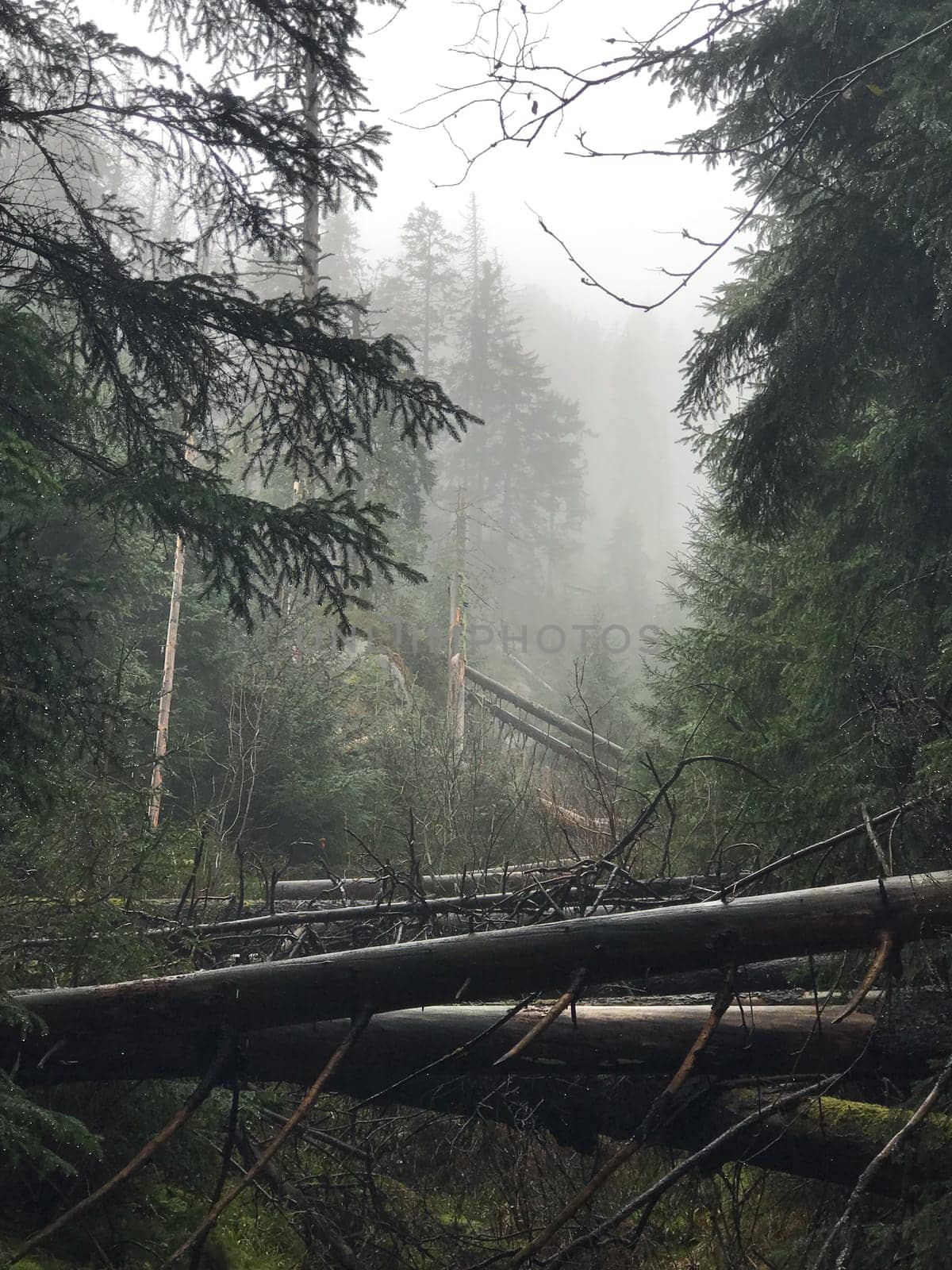 foggy forest in Zakopane . High quality photo