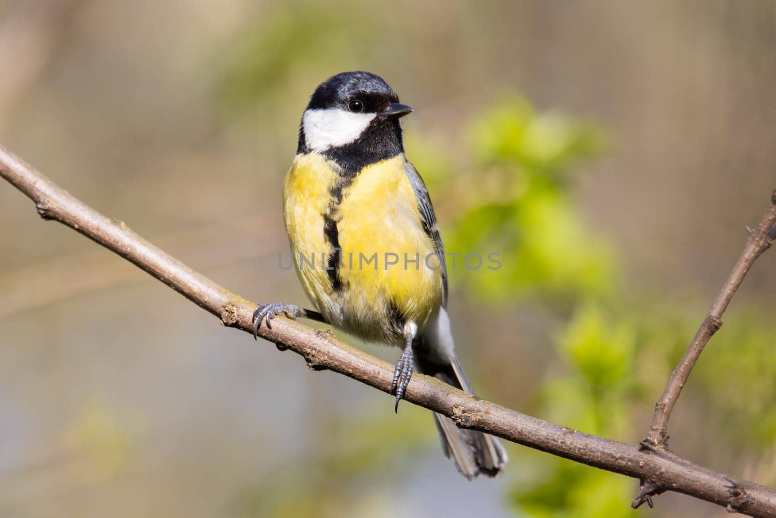 beautiful bird with yellow plumage, a great tit , the birds are singing