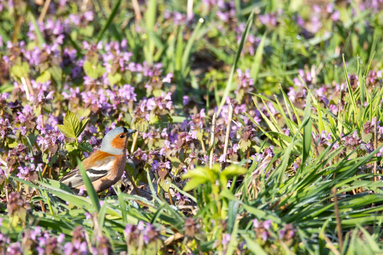 chaffinch among the first spring flowers , the birds are singing