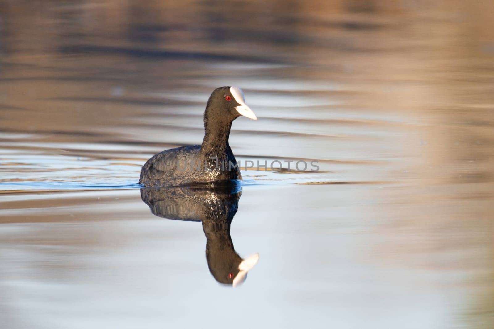 Coot swimming on a spring lake with reflection , the birds are singing