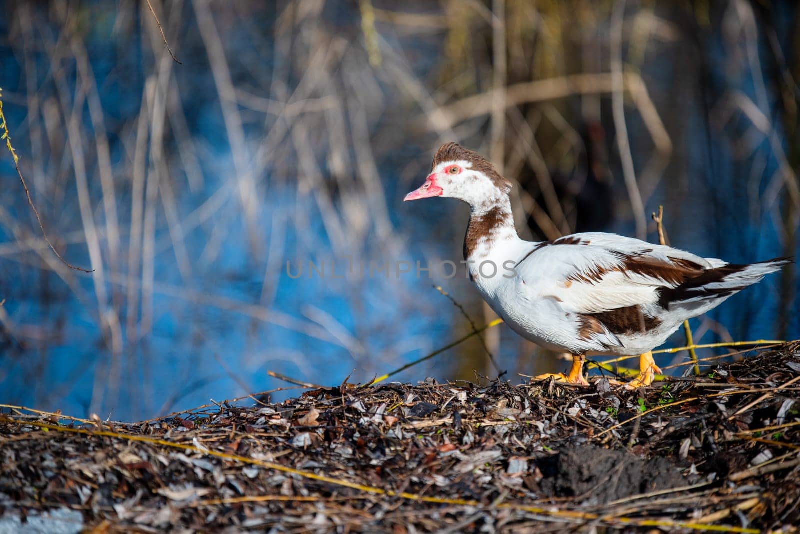 muscovy duck stands on the shore of a lake , the birds are singing