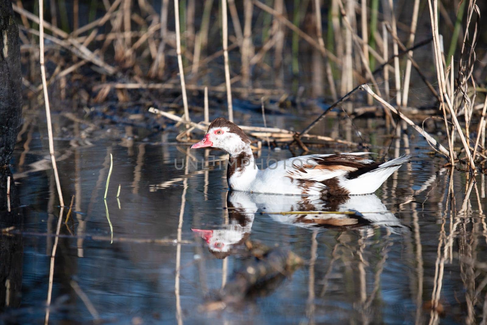 Muscovy duck swims on a spring lake , the birds are singing