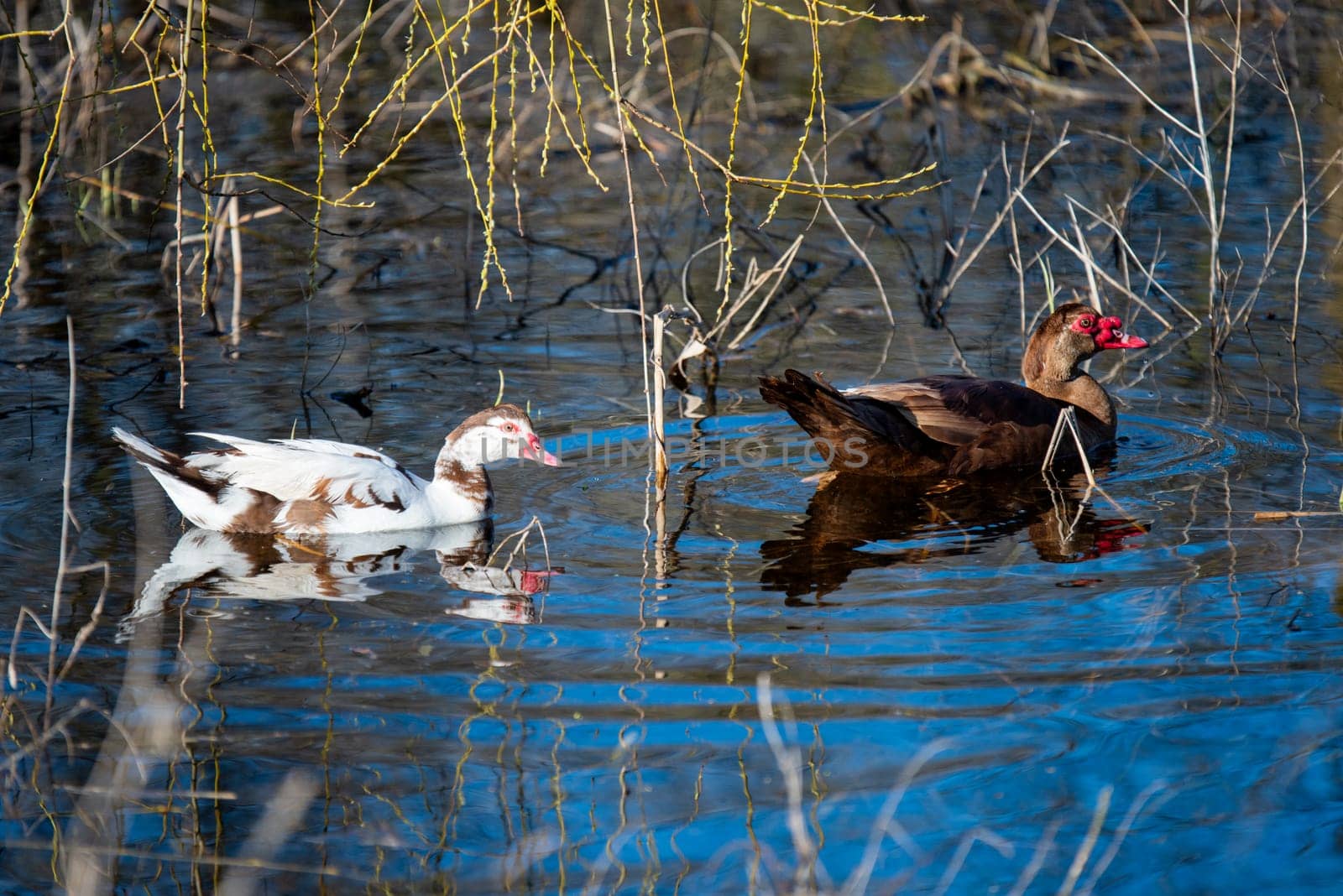 Muscovy ducks swim in blue water , the birds are singing