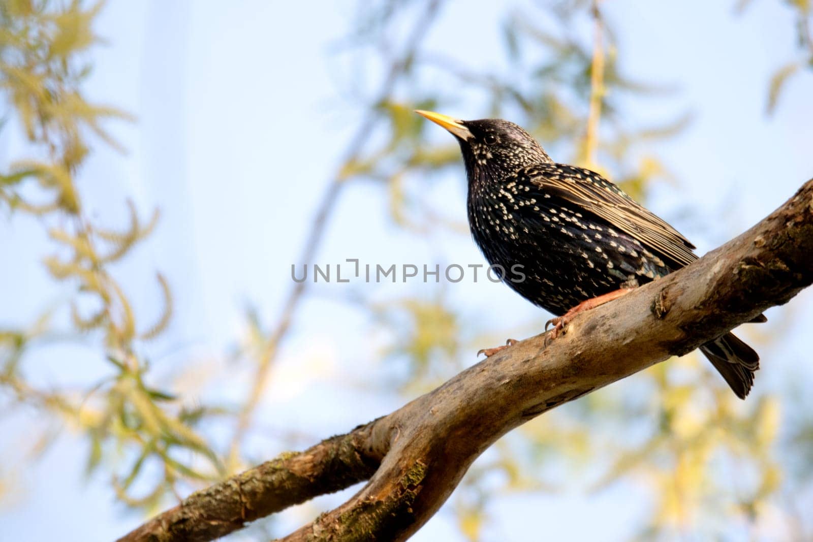 starling sitting on a branch on a spring morning , the birds are singing