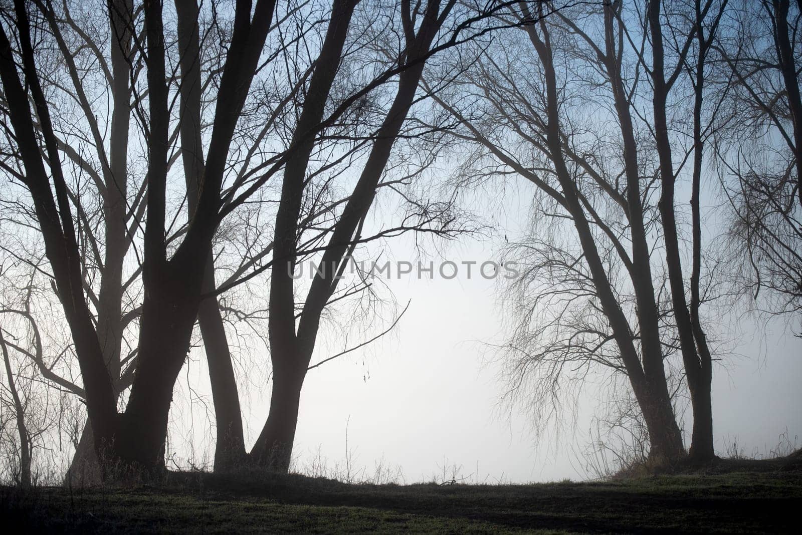 tall trees on the shore of a foggy lake, beautiful textures, high humidity