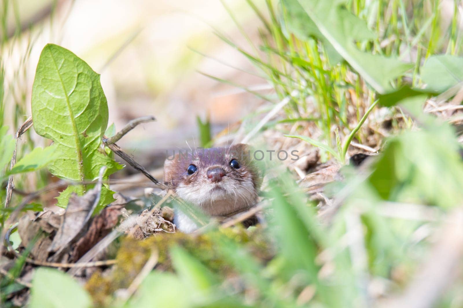weasel looks out of its hole, animals