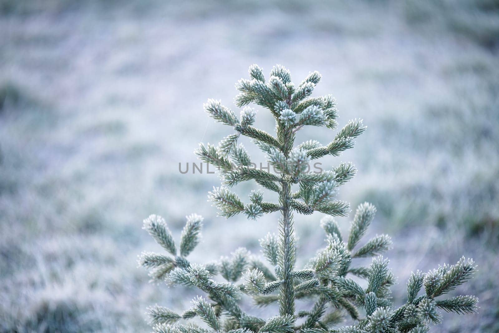 young spruce covered with frost on a foggy morning, beautiful textures, high humidity